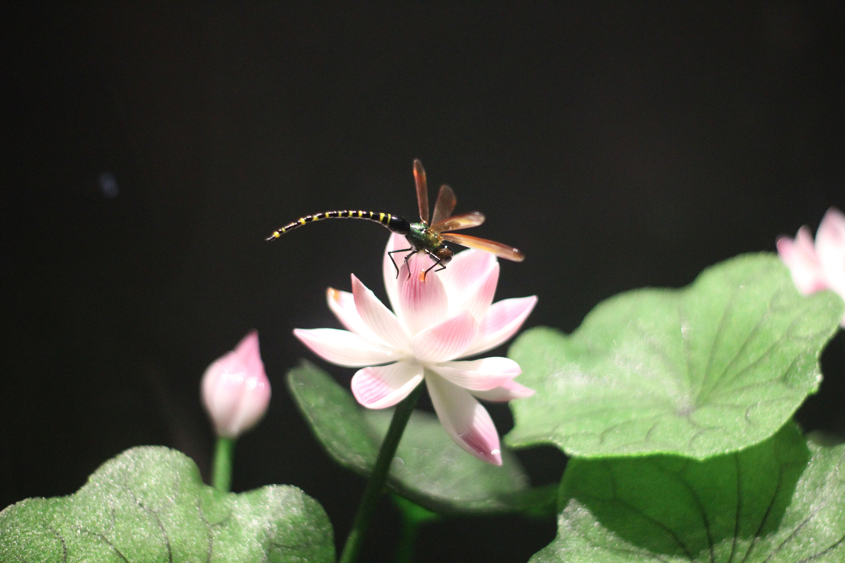 AGGAME��(�й���)���Źٷ���վ